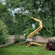 Best Tree Preservation Services  in Madera, CA