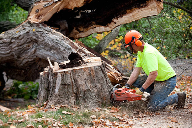 Best Lawn Disease Treatment  in Madera, CA