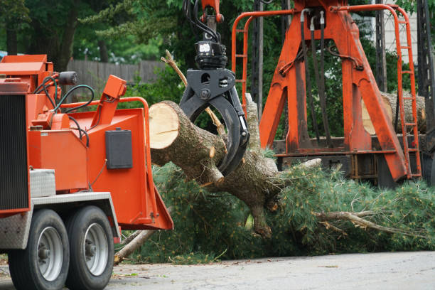 Best Commercial Tree Services  in Madera, CA