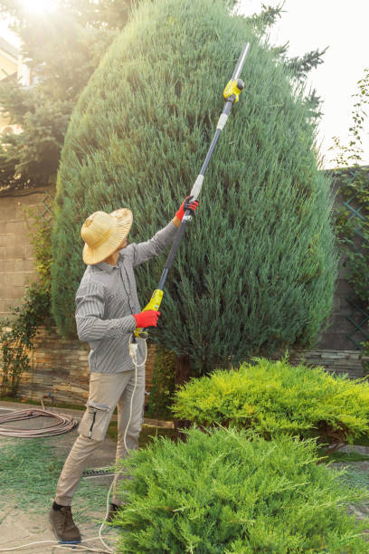 Best Tree Disease Treatment  in Madera, CA